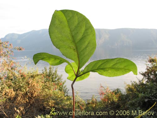 Imágen de Pseudopanax valdiviensis (Traumen / Curaco / Voqui naranjillo). Haga un clic para aumentar parte de imágen.